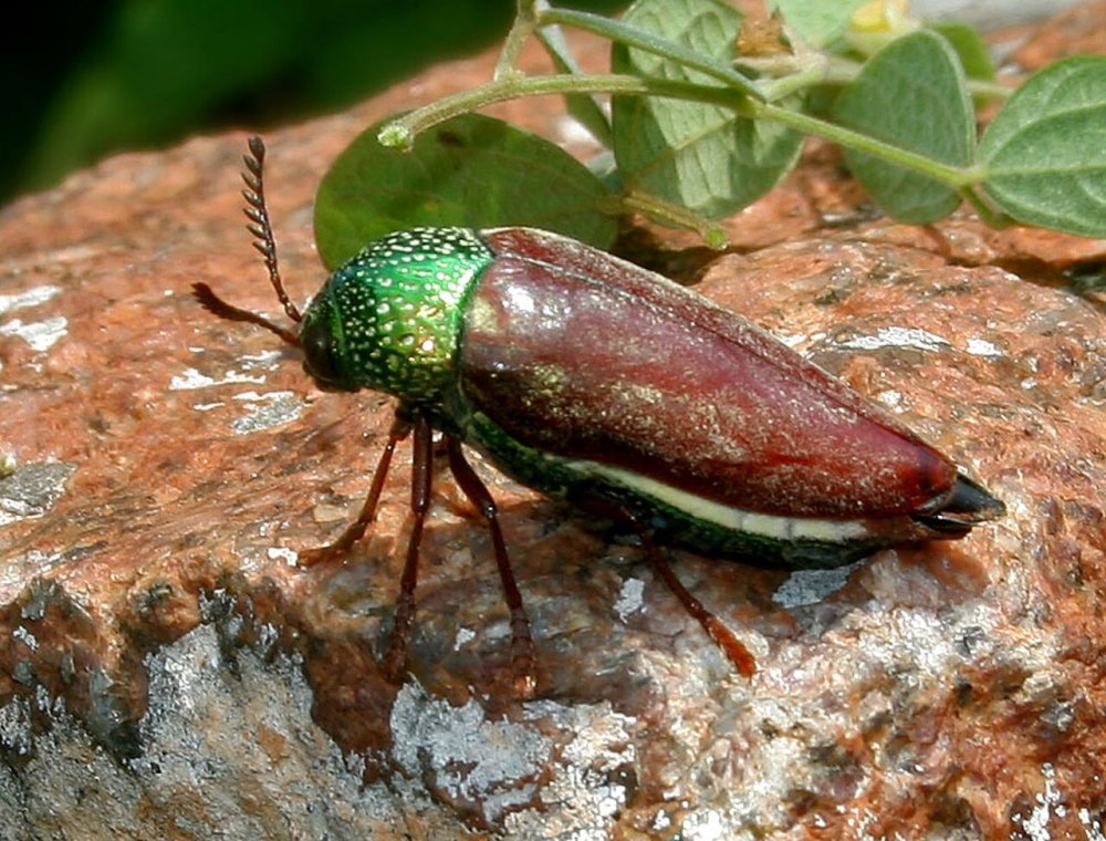 Самка жука семейства Phengodidae
