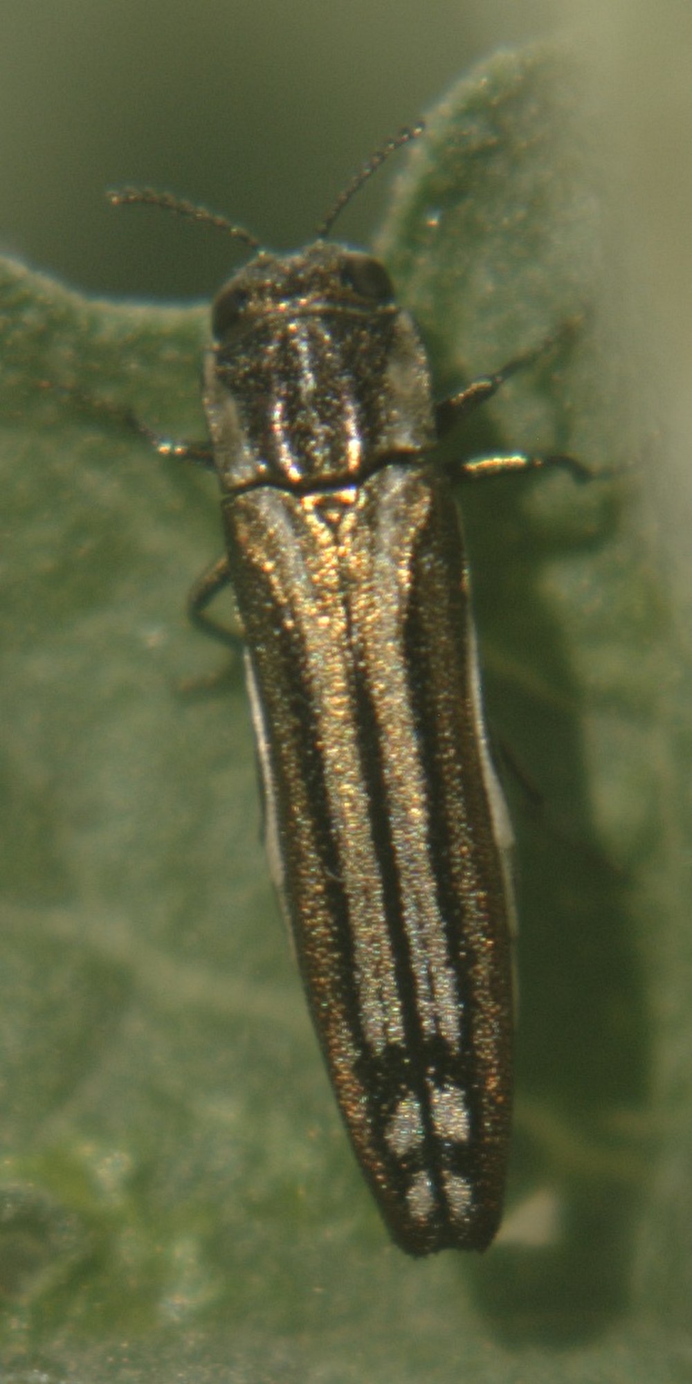 Agrilus pratensis