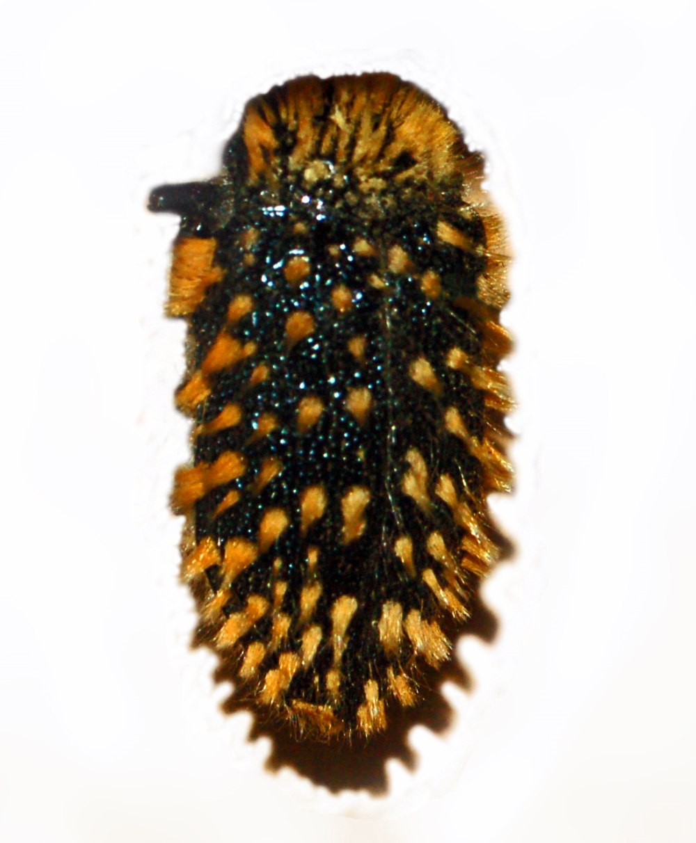 Julodimorpha bakewelli