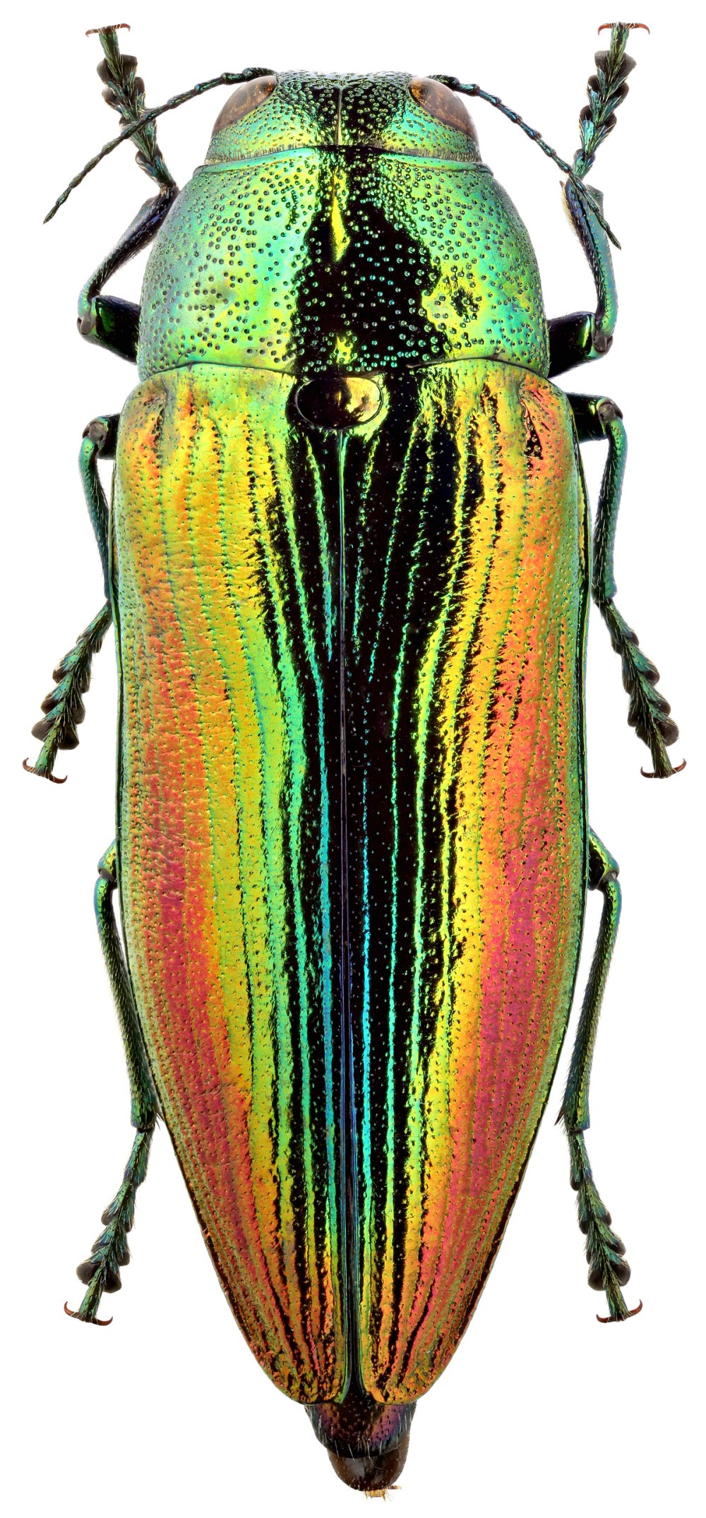 Eurythyrea aurata