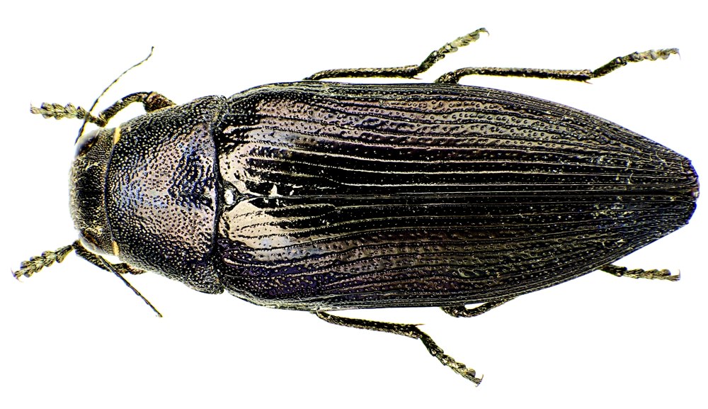 Buprestis douei