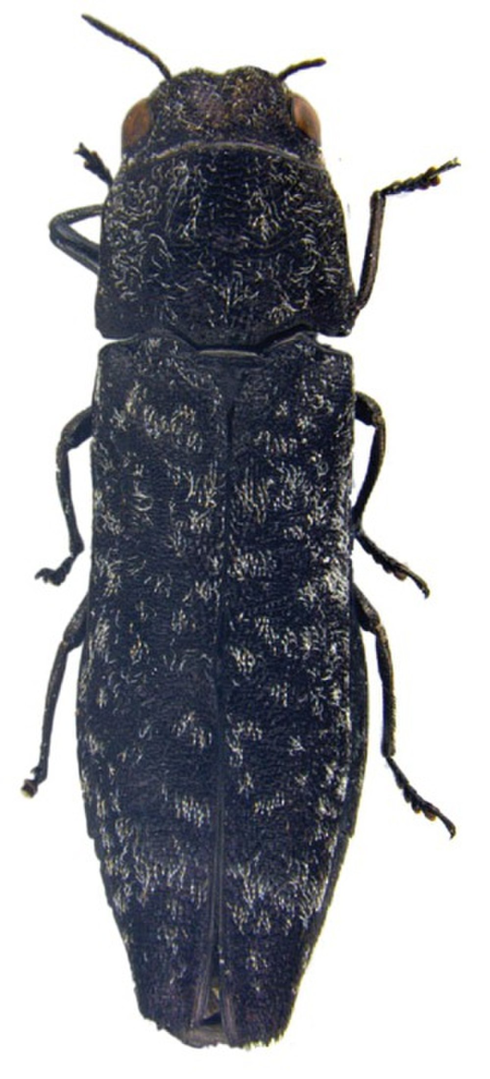 Tesselatus