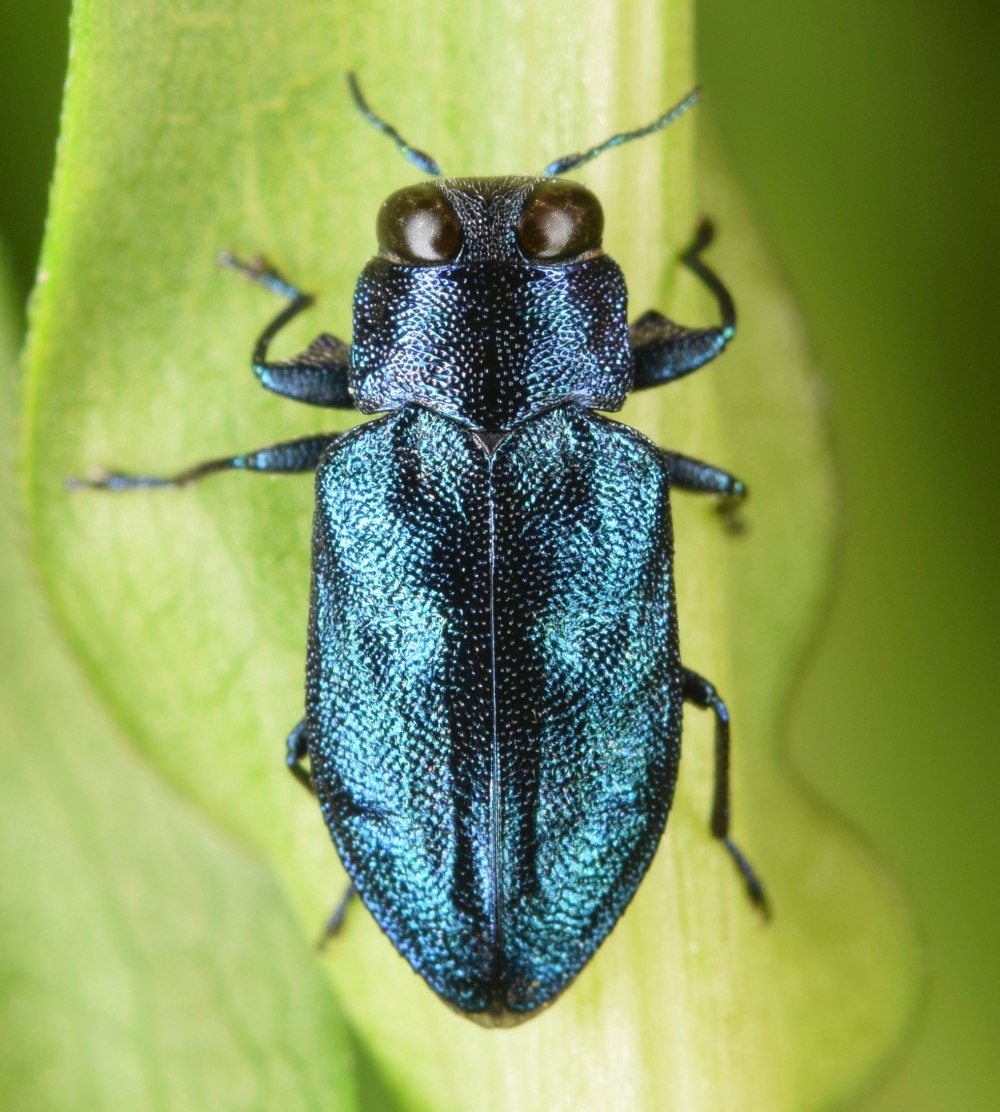 Chrysobothris chrysostigma l