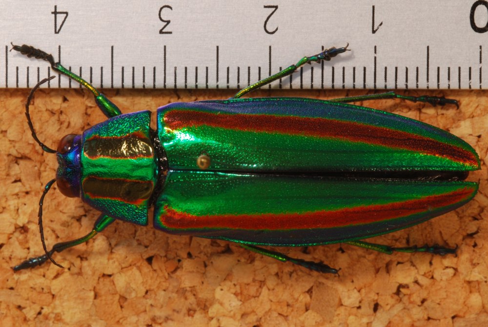 Chrysochroa fulgidissima