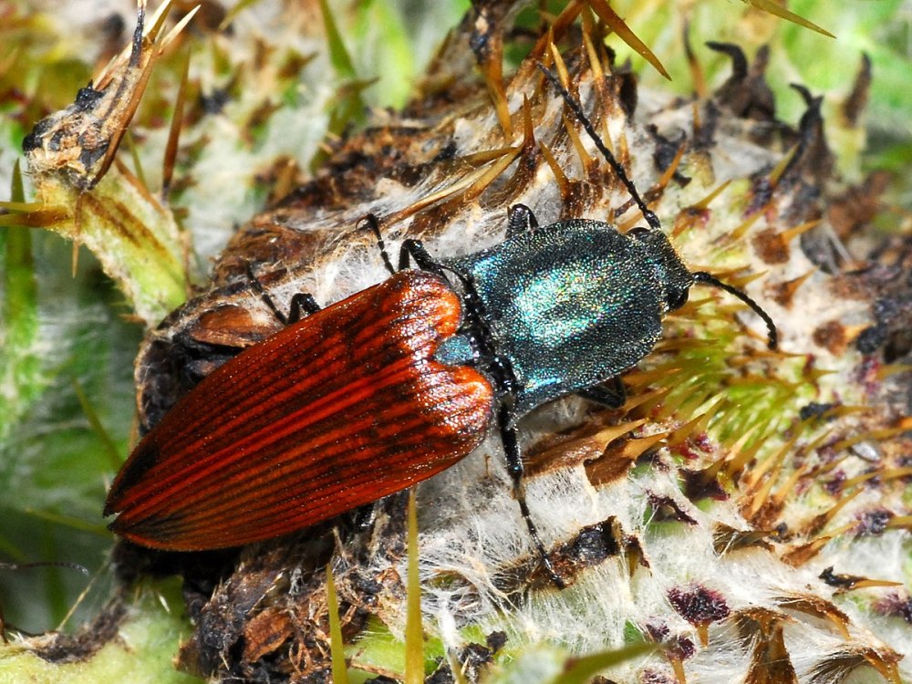 Oncophorus Virens фото