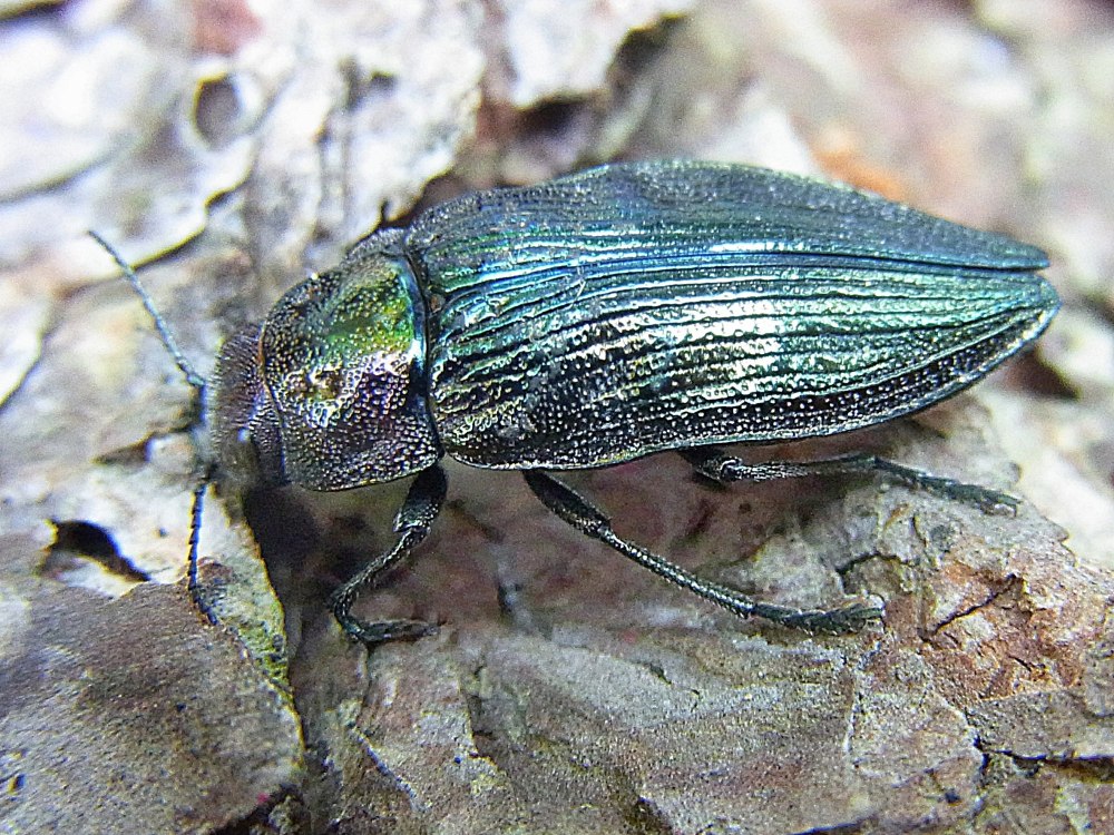 Buprestis Rustica Златка