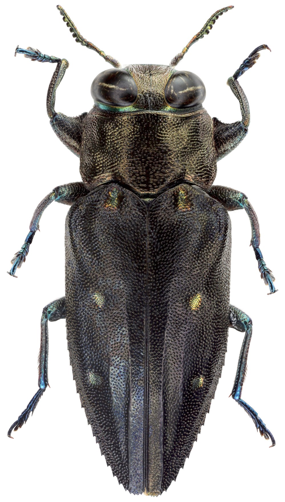 Cybocephalus (s. Str.) Politus