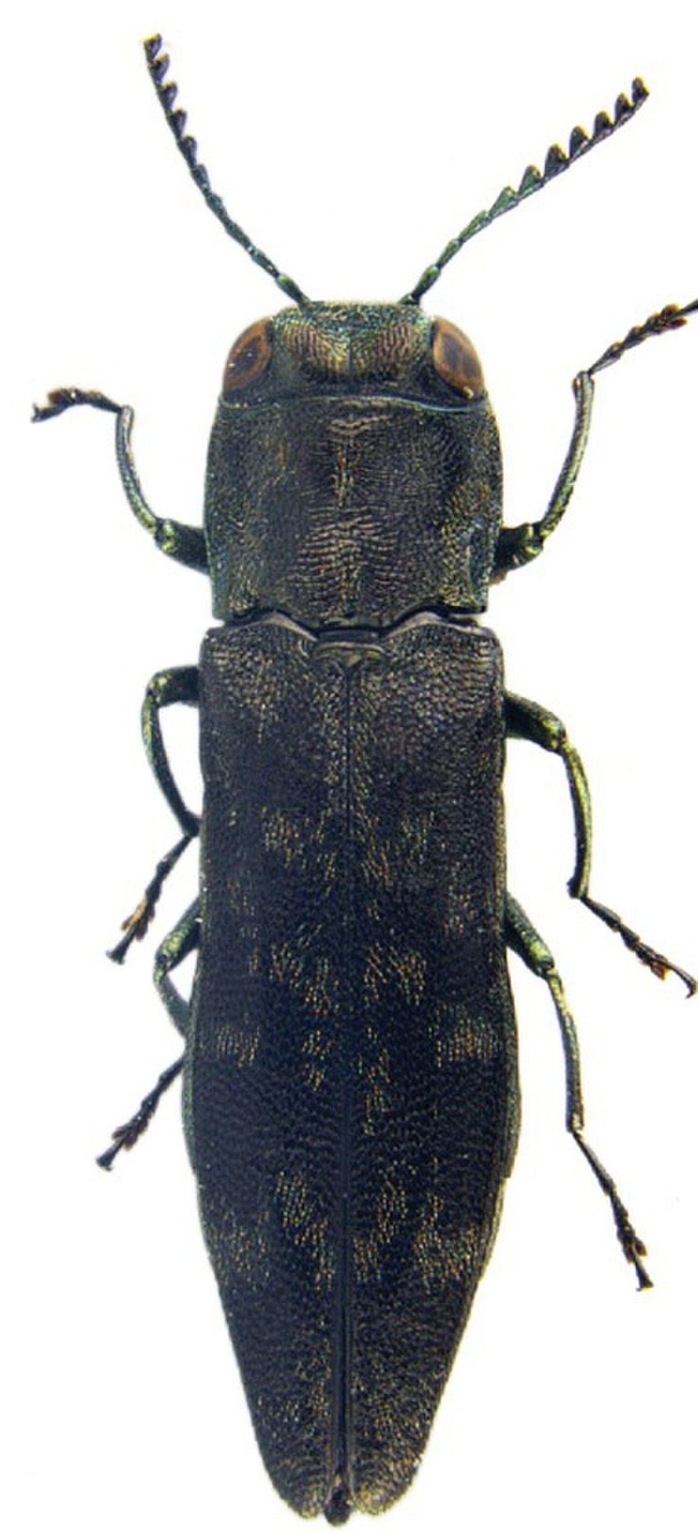Agrilus anxius gory