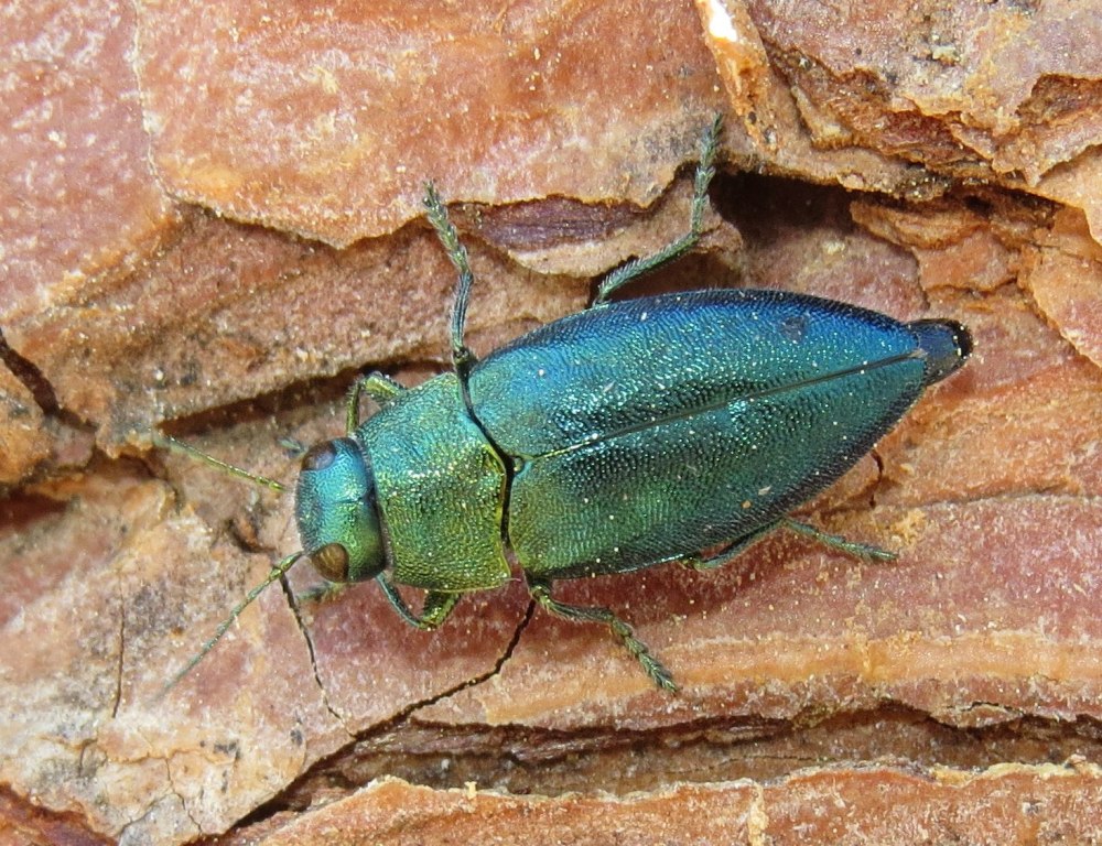 Златка Сосновая синяя (Phaenops cyanea)