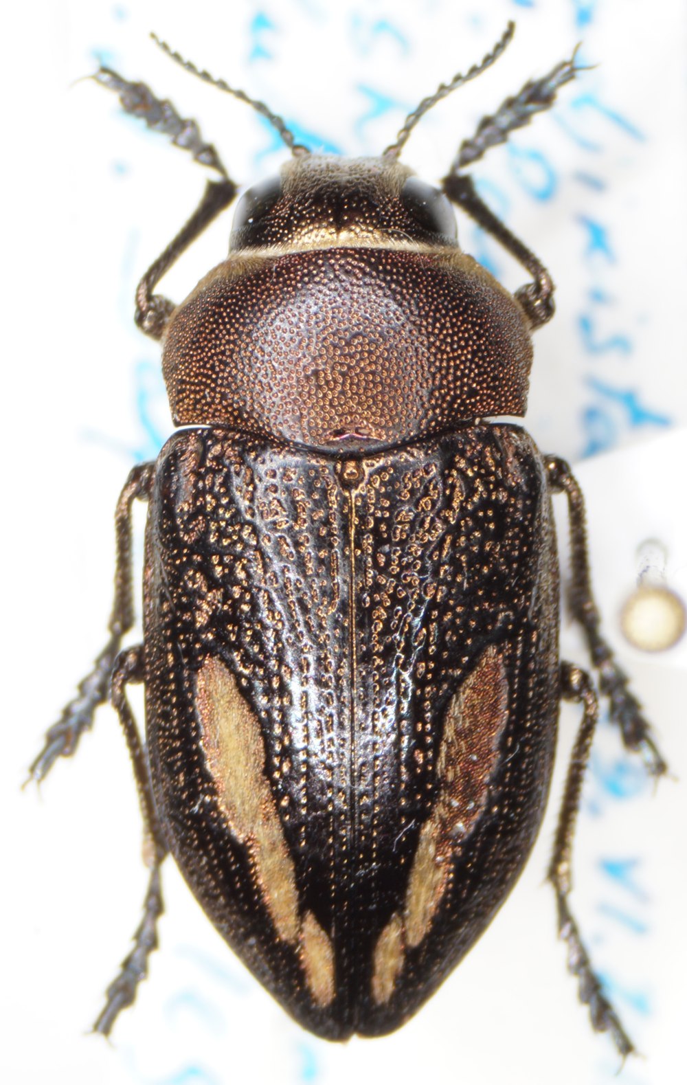 Cyphosoma tatarica