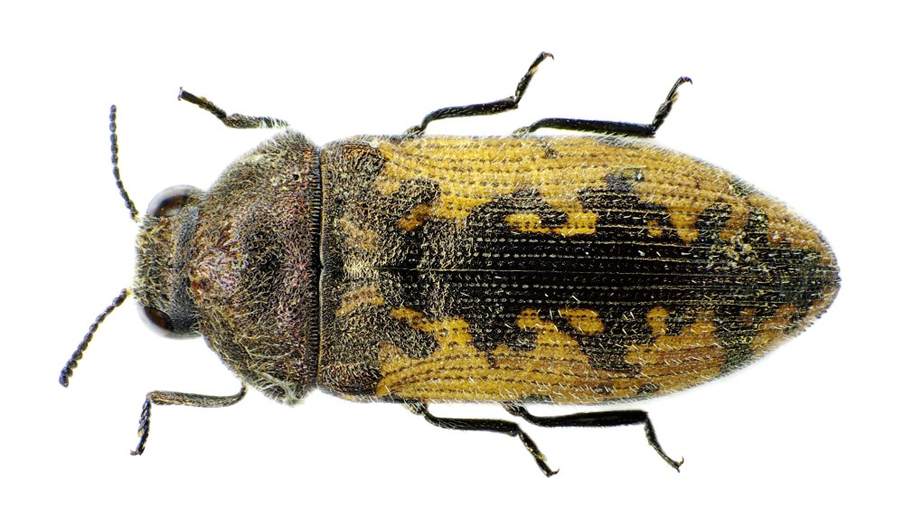 Жуки Splendor (Buprestidae)