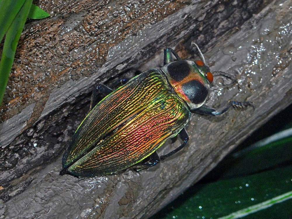 Rh. Gigantea Златка