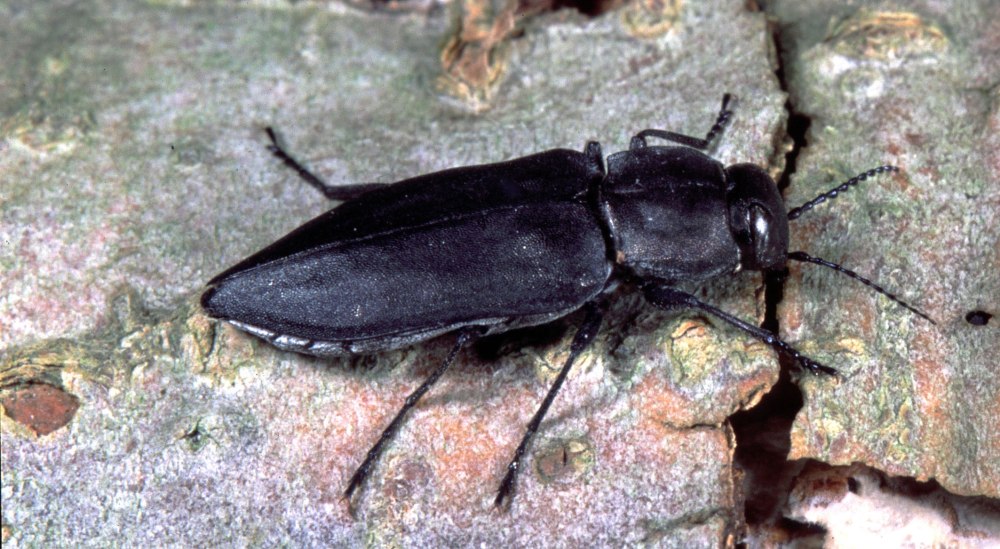 Жук Melanophila acuminate