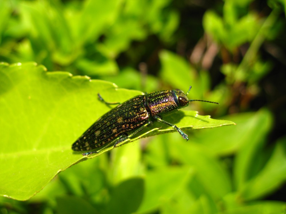 Chalcophora japonica