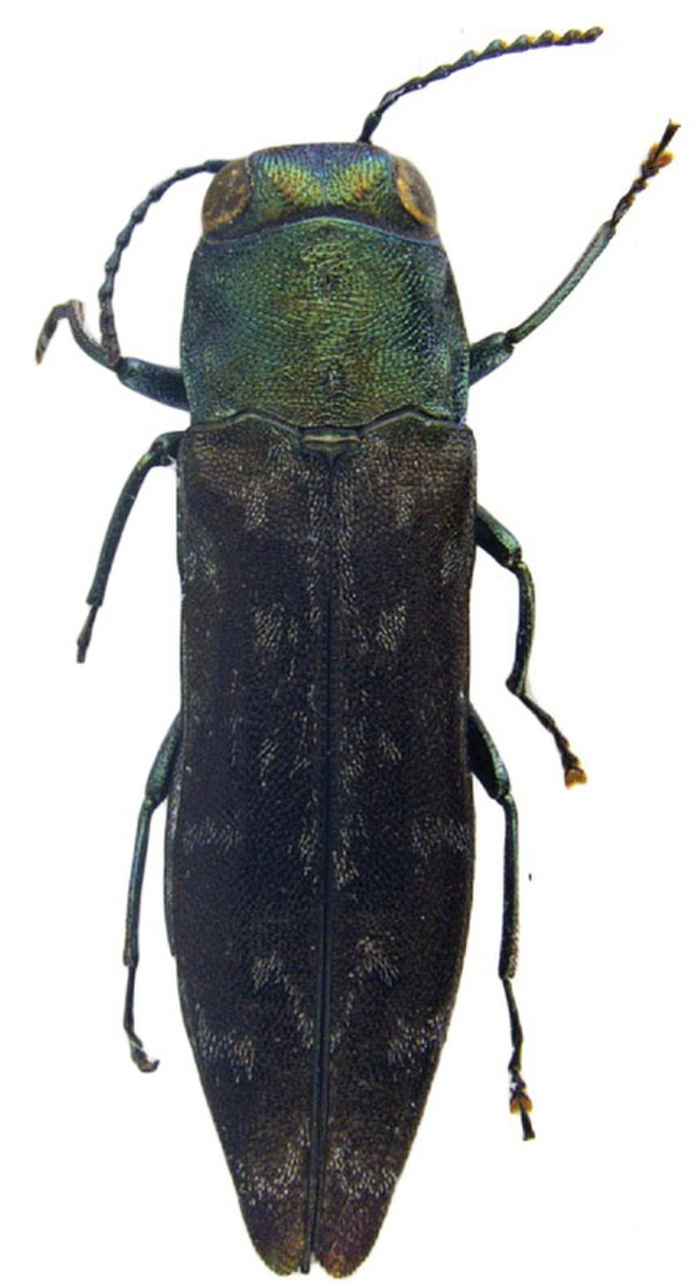 Agrilus anxius gory