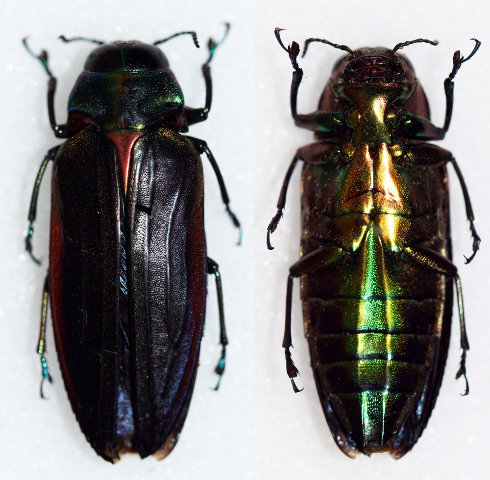 Belionota sumptuosa