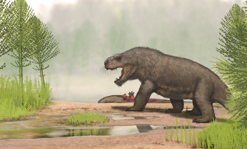 Megawhaitsia patrichae