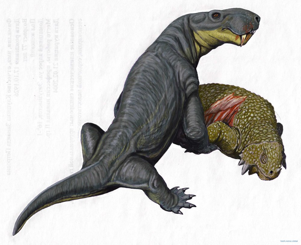 Inostrancevia latifrons