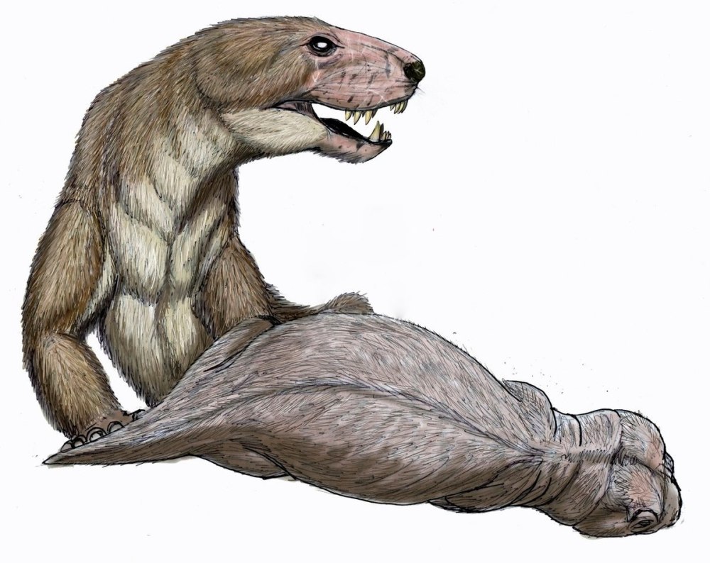 Megawhaitsia patrichae