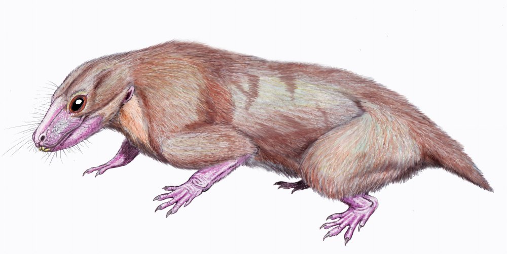 Ericiolacerta Parva