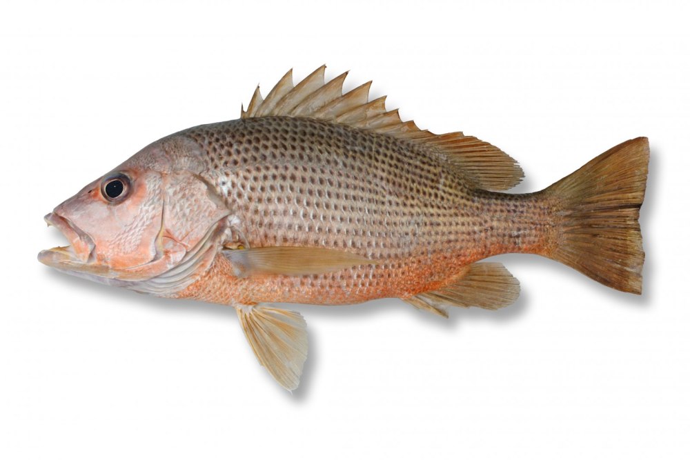 Cwc004 Red Perch
