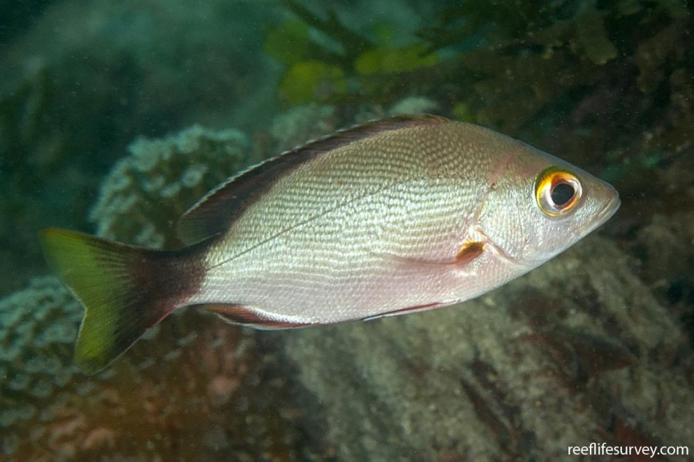 Lutjanus gibbus