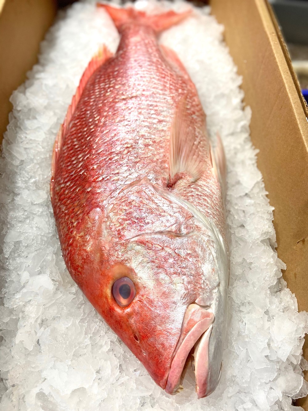 American Red Snapper