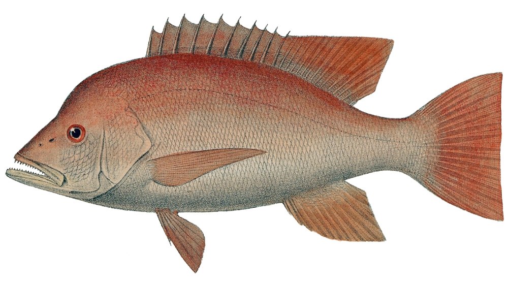 Lutjanus sanguineus