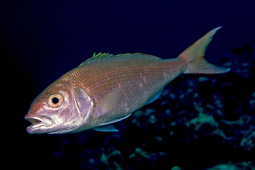 Pristipomoides filamentosus