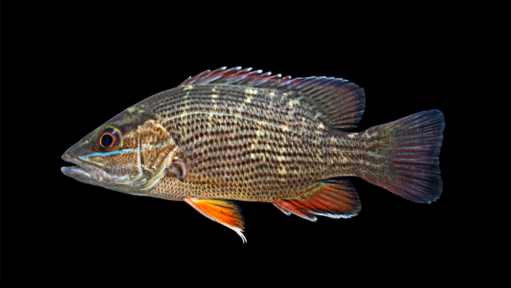 Lutjanus malabaricus Juv