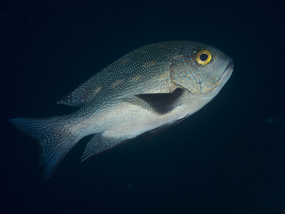 Parasyrphus macularis