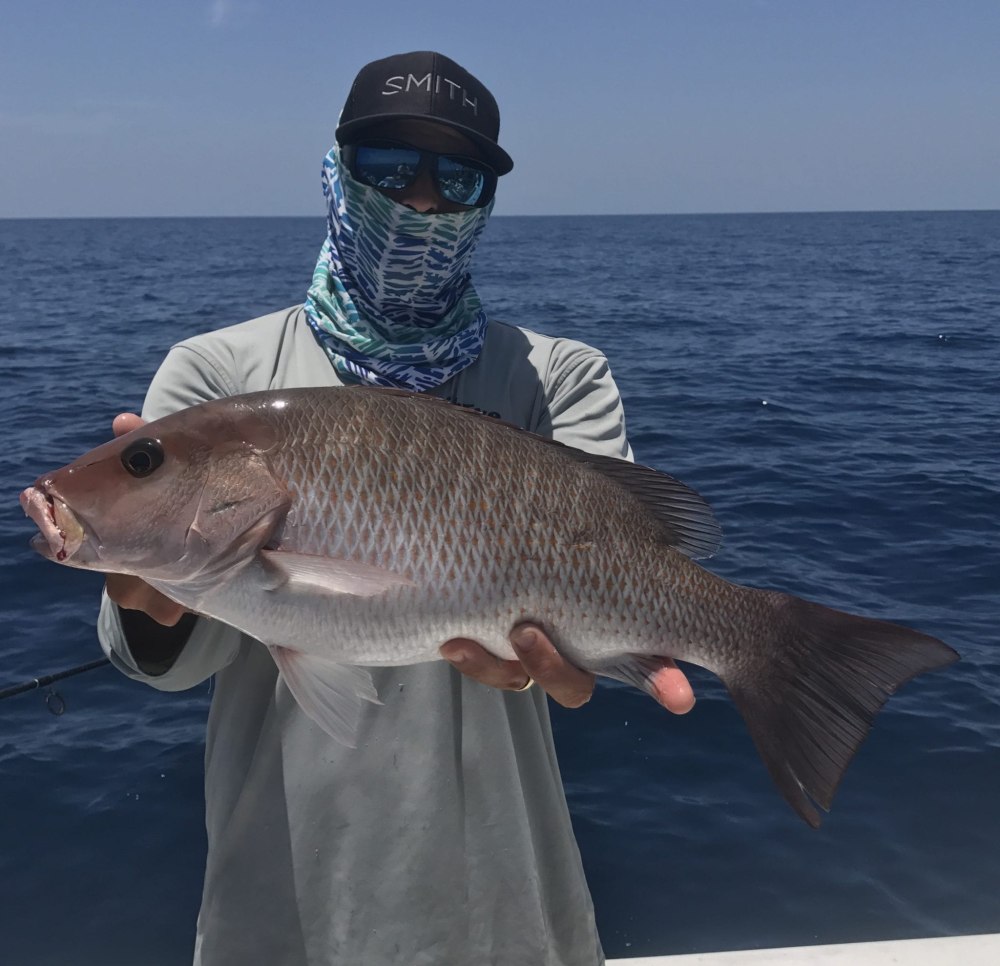 Mangrove Jack рыба