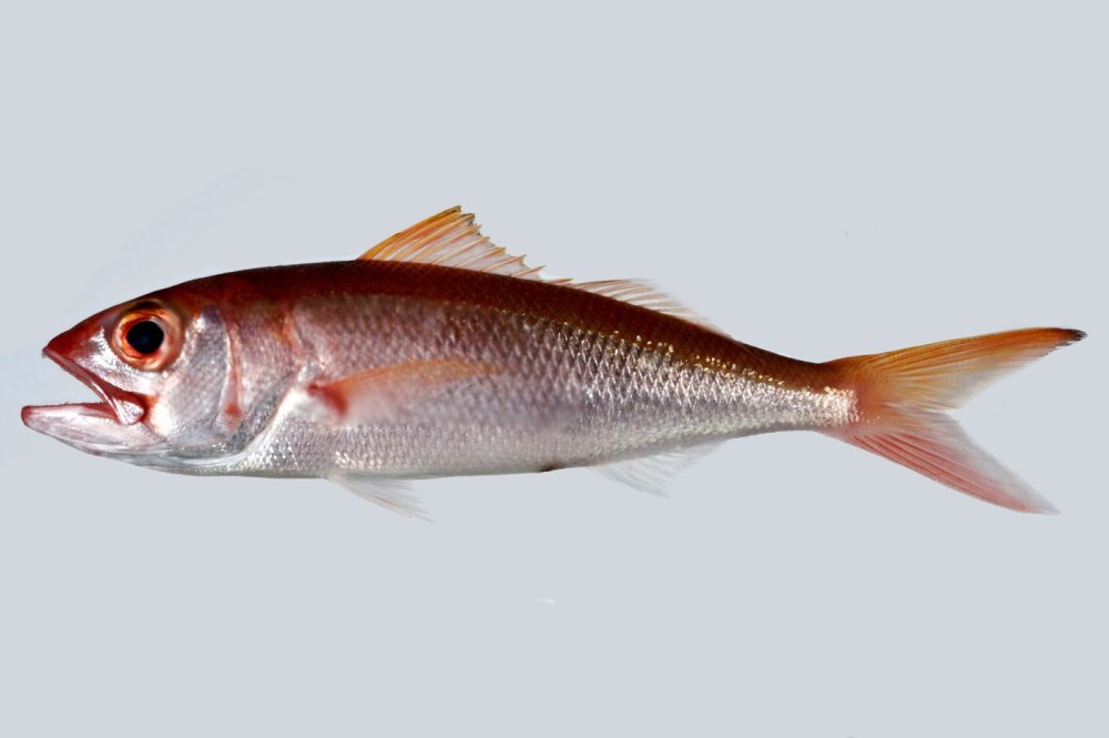 White Snapper