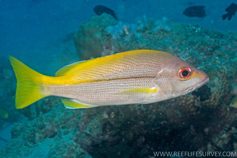 Lutjanus monostigma