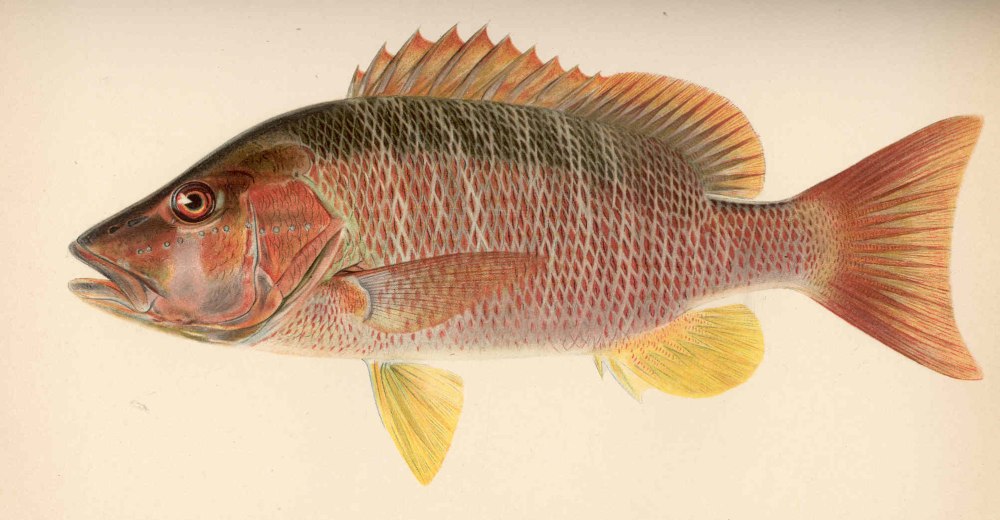 Dog Snapper