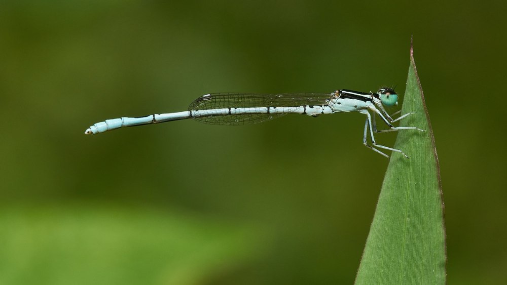 Agriocnemis keralensis