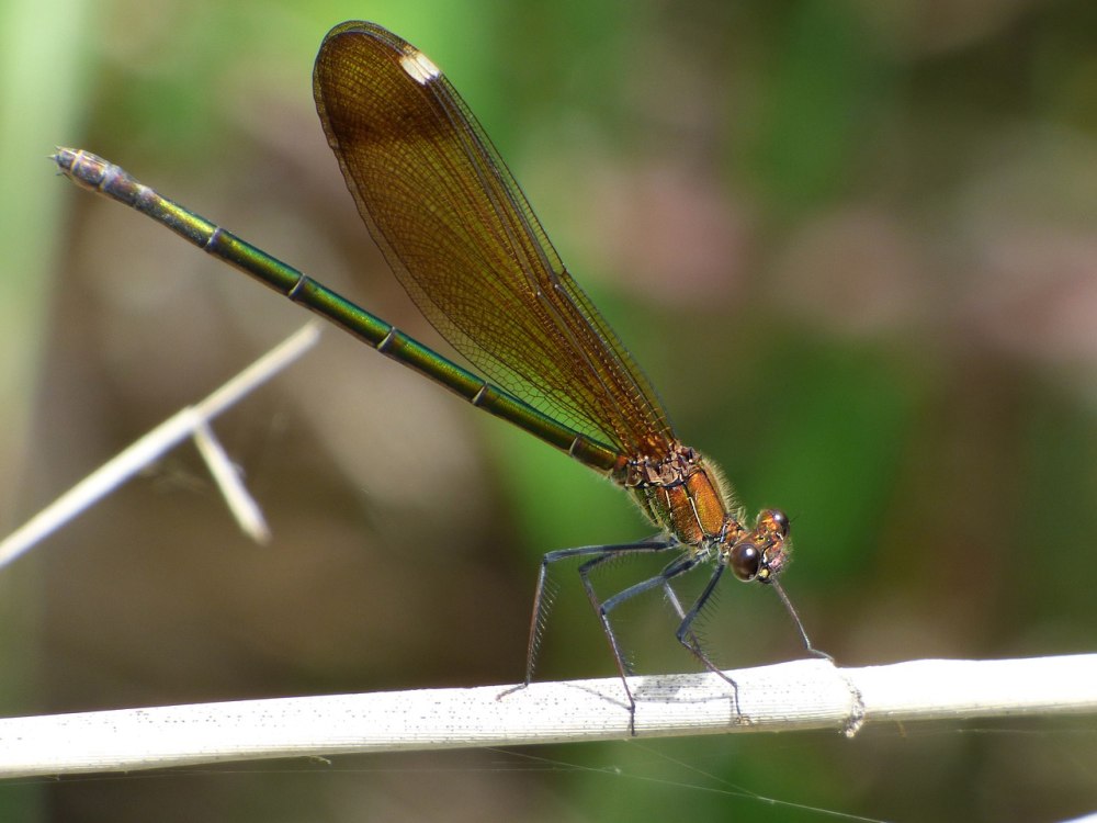 Calopteryx Damselfly