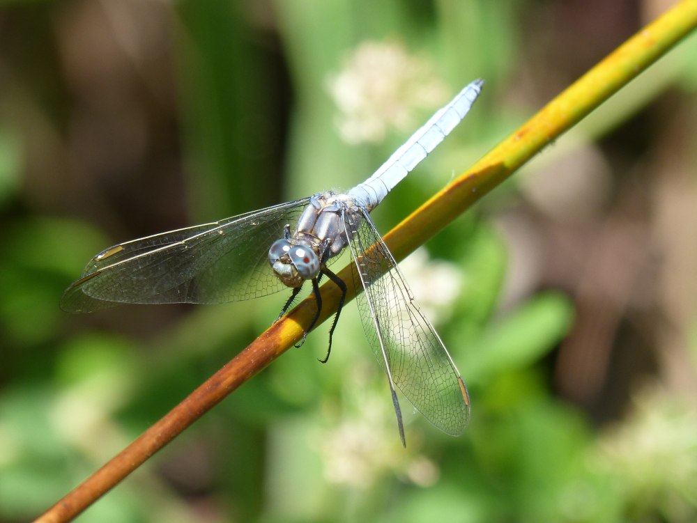 Стрекоза малая голубая (Orthetrum coerulescens)