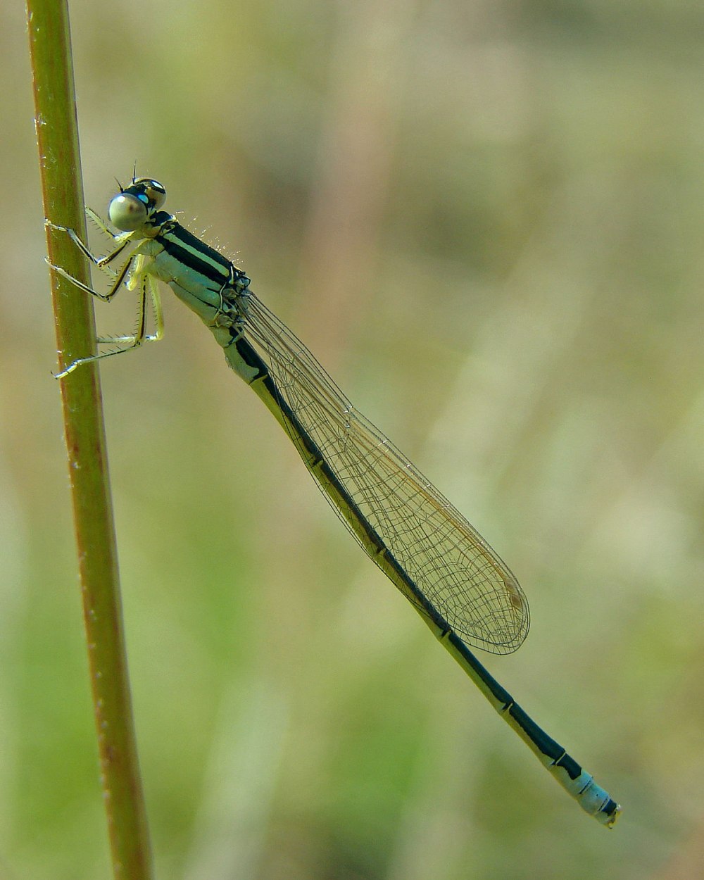 Ischnura pumilio