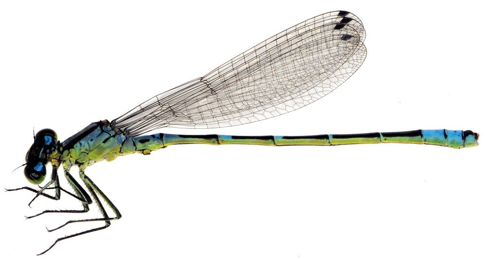 Равнокрылые Стрекозы Zygoptera