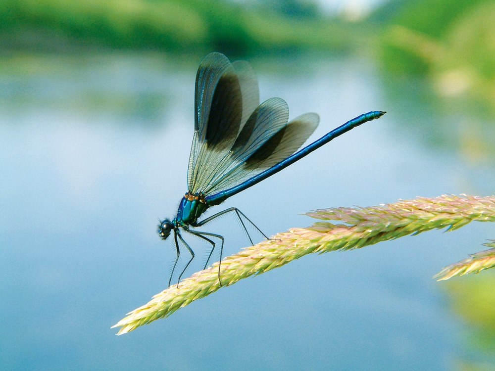 Равнокрылые Стрекозы Zygoptera