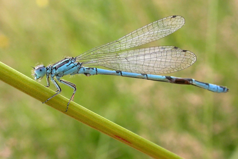 Coenagrion ornatum