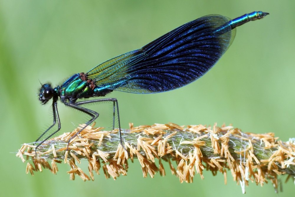 Красотка блестящая (Calopteryx splendens)
