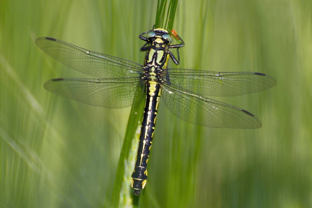 Дедка обыкновенный (Gomphus vulgatissimus)