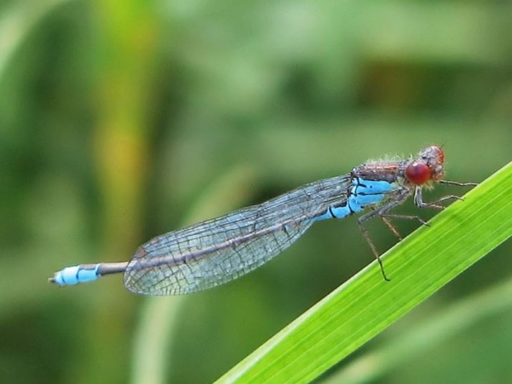 Erythromma viridulum