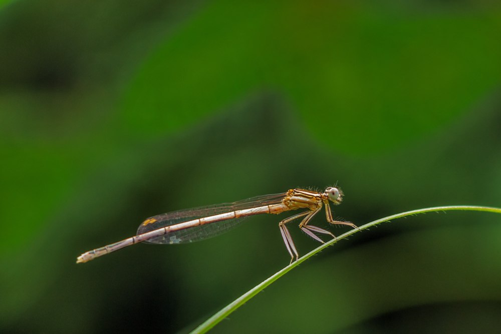 Равнокрылые (Zygoptera)