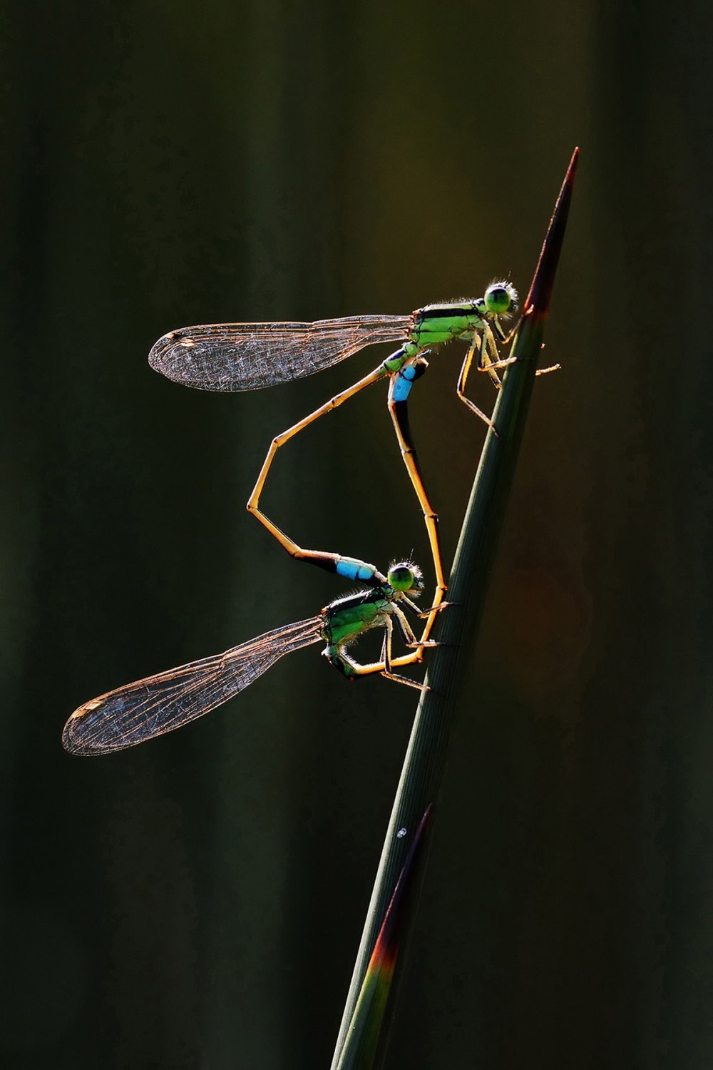 World nature Photography Awards 2020