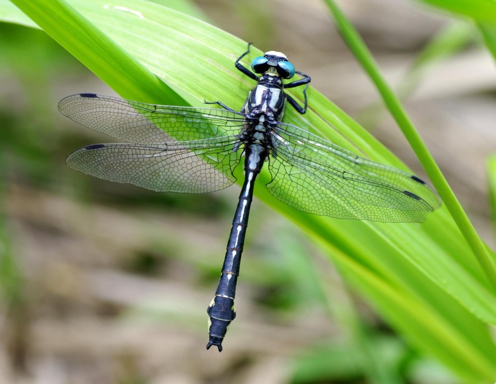 Дедка обыкновенный (Gomphus vulgatissimus)