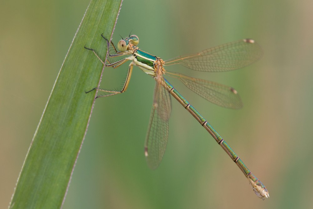 Лютка Дикая – Lestes barbarus ( Fabricius , 1798)