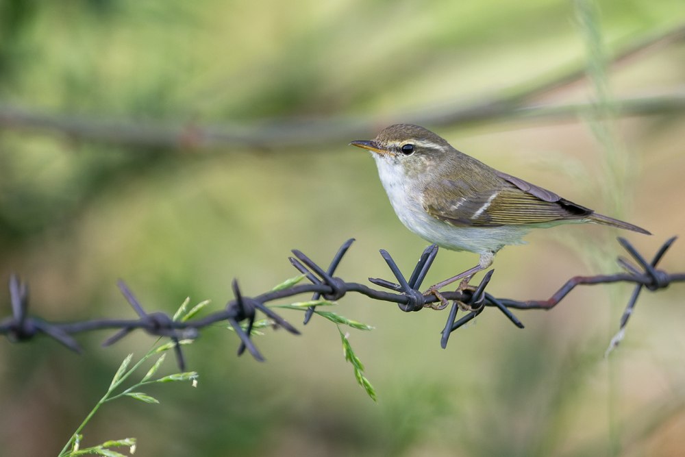 Phylloscopus poliogenys